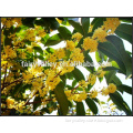 High Quality Osmanthus Fragrans Tree Seeds For Growing